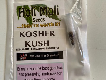 Vente: 6 FEMINIZED KOSHER KUSH SEEDS