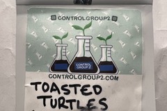 Sell: 10 Regs - Toasted Turtles: Fem: Grape Rock Candy/BBC, Male: Kobe