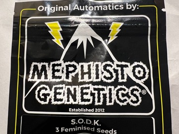 Venta: (3) Auto Fems - Sour Orange Diesel Kush by Mephisto Genetics