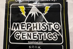 Sell: (3) Auto Fems - Sour Orange Diesel Kush by Mephisto Genetics