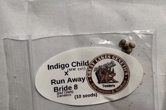 Sell: Indigo Child x Run Away Bride #8 (10 Regs) - Great Lakes Genetics