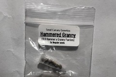 Sell: Hammered Granny - (6 Regs) - 9lb Hammer x Granny Panties