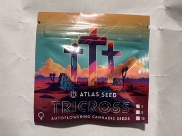 Vente: Tricross - (3 Auto Fems) by Atlas Seed