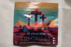 Sell: Tricross - (3 Auto Fems) by Atlas Seed