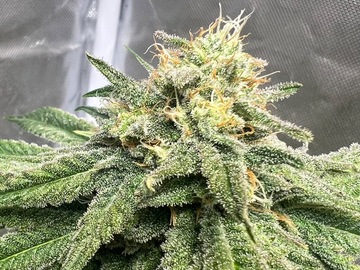 Venta: Starberry Web CBD feminized