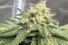 Vente: Starberry Web CBD feminized