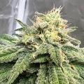 Venta: Starberry Web CBD feminized