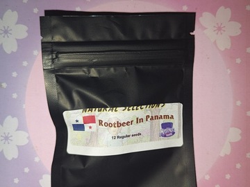 Venta: Rootbeer In Panama NS - Masonic Seeds