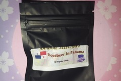 Vente: Rootbeer In Panama NS - Masonic Seeds