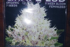 Sell: Mass Medical Seeds :Grape Lsd Fems