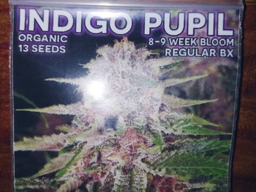 Vente: Mass Medical Seeds: Indigo Pupil Regs(star pupil)