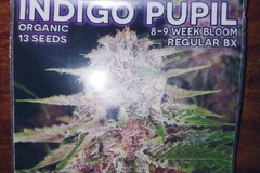 Vente: Mass Medical Seeds: Indigo Pupil Regs(star pupil)