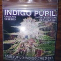 Sell: Mass Medical Seeds: Indigo Pupil Regs(star pupil)