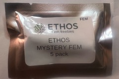 Sell: Rare Ethos - Mystery Fems - (5 Fems)