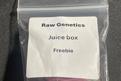 Venta: Raw Genetics Juice Box