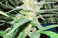 Venta: Skunk ‘Shine (10 regular sex seeds per pack)