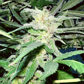 Venta: Skunk ‘Shine (10 regular sex seeds per pack)