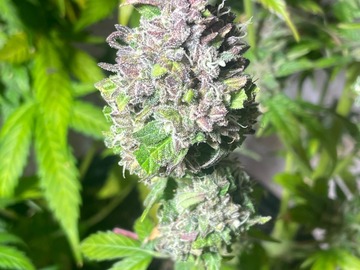 Vente: Kong Breath x Double Grape Feminized Autoflower 10pack