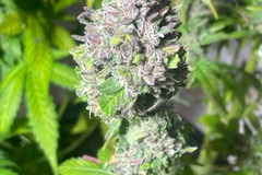 Venta: Kong Breath x Double Grape Feminized Autoflower 10pack