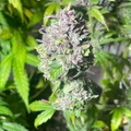 Venta: Kong Breath x Double Grape Feminized Autoflower 10pack