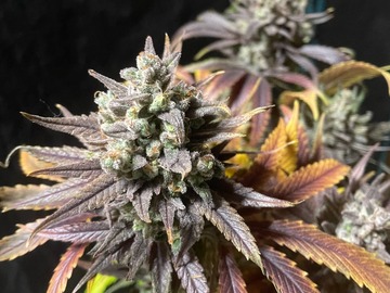 Vente: Sour Diesel x Jealousy 50Pack Feminized Photoperiod