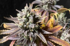 Venta: Sour Diesel x Jealousy 50Pack Feminized Photoperiod