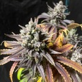 Venta: Sour Diesel x Jealousy 50Pack Feminized Photoperiod