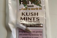 Sell: 6 FEMINIZED KUSH MINTS SEEDS