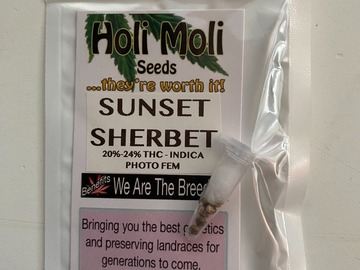 Venta: 6 FEMINIZED SUNSET SHERBET SEEDS