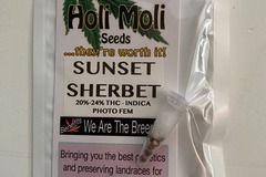 Sell: 6 FEMINIZED SUNSET SHERBET SEEDS