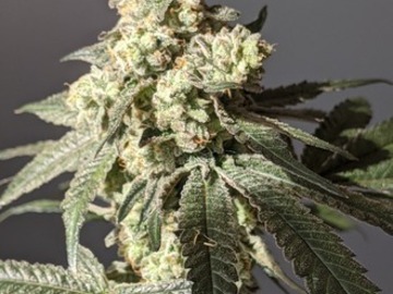 Vente: Star Dawg BX2