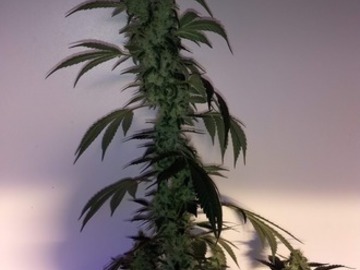 Venta: Maui Chemdawg BX2