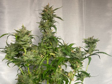 Vente: Ethos Bannana Daddy x Mephistos Double Grape Fem Auto 10Pack