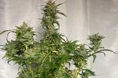 Vente: Ethos Bannana Daddy x Mephistos Double Grape Fem Auto 10Pack