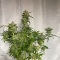 Venta: Ethos Bannana Daddy x Mephistos Double Grape Fem Auto 10Pack