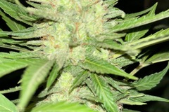 Vente: Care Bears x RDV Purple Scoops Feminized Autoflower 6pack