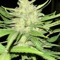 Venta: Care Bears x RDV Purple Scoops Feminized Autoflower 6pack