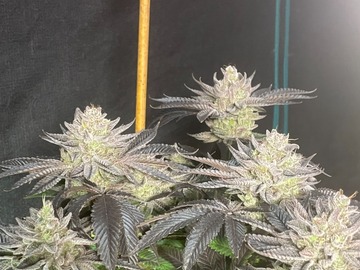 Sell: Grandaddy x Jealousy Photoperiod Feminized 10pack