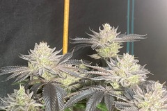 Sell: Grandaddy x Jealousy Photoperiod Feminized 10pack