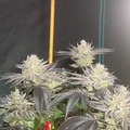 Sell: Grandaddy x Jealousy Photoperiod Feminized 10pack