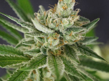 Vente: Aloha Limone ( Colorado Seed Inc Cut)