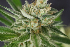 Sell: Aloha Limone ( Colorado Seed Inc Cut)