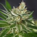 Sell: Aloha Limone ( Colorado Seed Inc Cut)