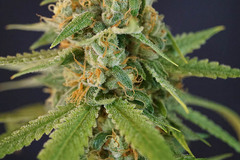 Venta: Chupacabra ( Colorado Seed Inc. Cut)