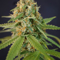 Venta: Chupacabra ( Colorado Seed Inc. Cut)