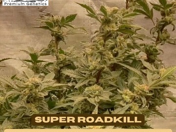 Venta: Super Roadkill