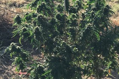 Venta: Nite Cap (Chem 91 X Bubba Kush) 5 Reg. Seeds