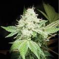 Venta: GG4 - Gorilla Glue #4- (joesy wales cut)