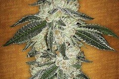 Vente: Green Crack (ITF Cut)