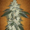 Venta: Green Crack (ITF Cut)